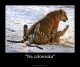 icebear81