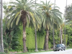 Beverly Hills
