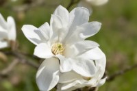 Lukka - magnolie, Puccini i jedwab