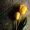aliczee