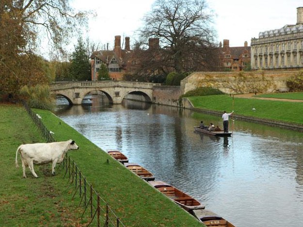 Łodzie o płaskim dnie na rzece Cam - to klasyczny sposób zwiedzania Cambridge &nbsp; /The New York Times Syndicate