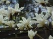 moja magnolia