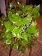 Epipremnum
