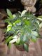 Hoya Tsangii