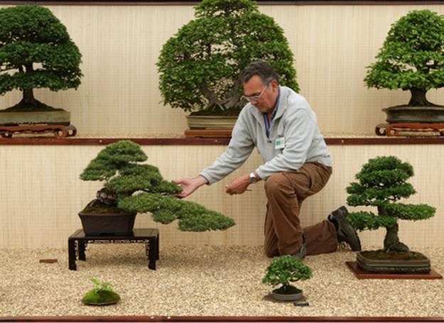 Drzewka bonsai /Getty Images/Flash Press Media