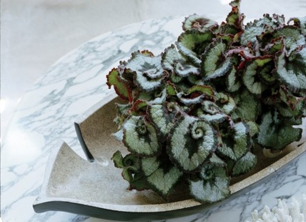 Begonia Rex 'Escargot' /materiały prasowe