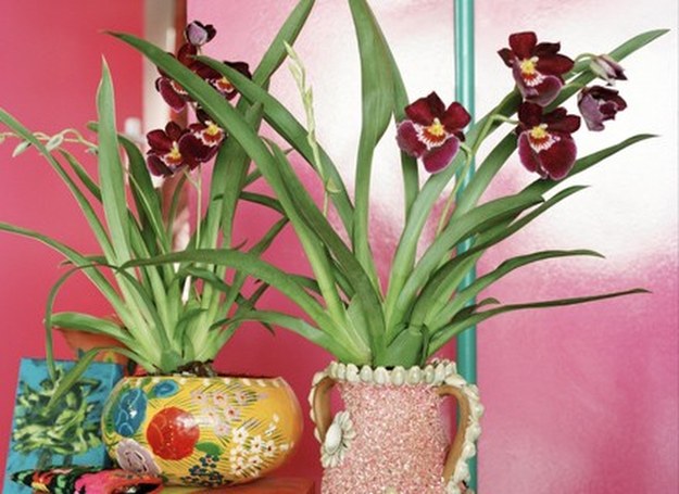 Miltonia /materiały prasowe