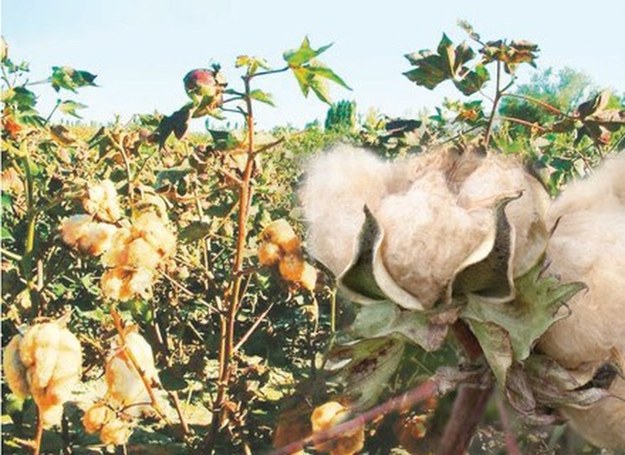 Kolorowa bawełna na plantacji /materiały prasowe