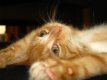 Mogwai