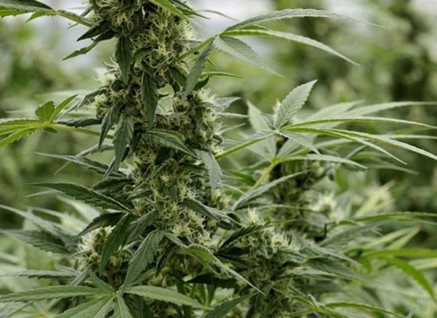 Plantacja konopii w Holandii, sierpień 2008 /AFP