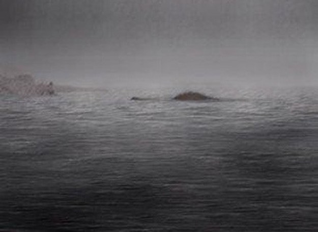 Prawda, że to musi być Nessie? /MWMedia