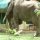 kenia2011 - słoń pod namiotem.jpg
