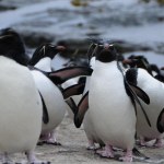 Wielkie migracje
