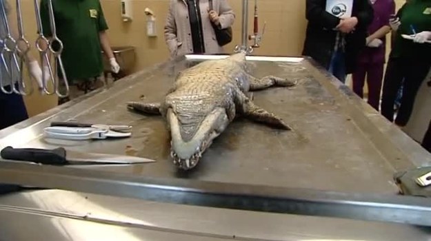 Przeprowadzono sekcję zwłok krokodyla, którego wędkarz wyłowił z Warty w miejscowości Dolany. Gad mierzy 1,5 metra i waży około 15 kg. W jego żołądku znaleziono monety oraz kamyki akwariowe (TVN24/x-news).