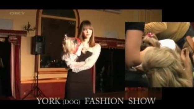 Modelki Rores Models w kreacjach Agnieszki Ząbroń, Laury Obrzut i Jagody Kursy wystąpiły podczas "York (dog) Fashion Show", który odbył się w Krakowie. Podczas pokazu paniom towarzyszyły odpowiednio ufryzowane i przystrojone pieski rasy yorkshire terrier.