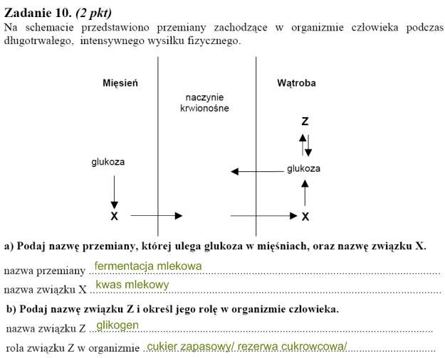 Matura 2010: Rozwiązania zadań z biologii - p. podstawowy /