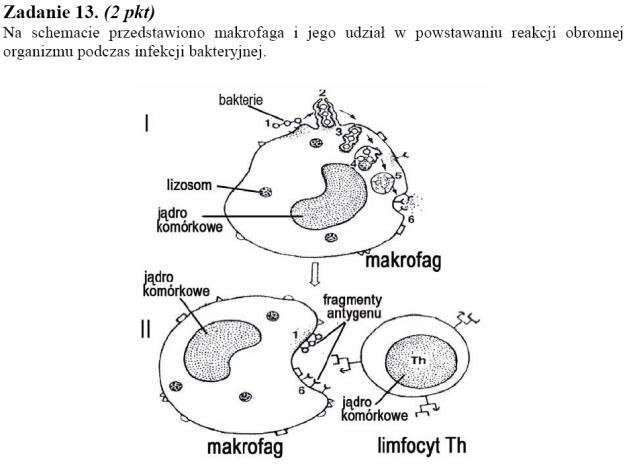 Matura 2010: Rozwiązania zadań z biologii - p. podstawowy /