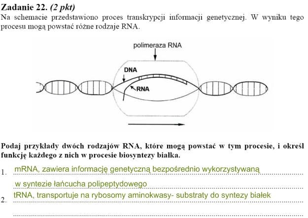 Matura 2010: Rozwiązania zadań z biologii - p. podstawowy /