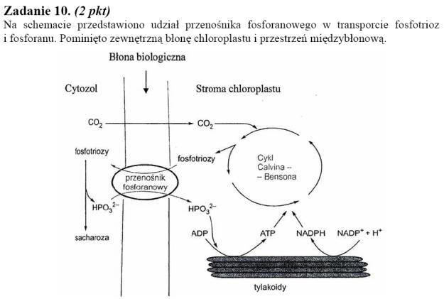 Matura 2010: Rozwiązania zadań z biologii - p. rozszerzony /