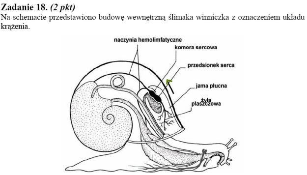 Matura 2010: Rozwiązania zadań z biologii - p. rozszerzony /