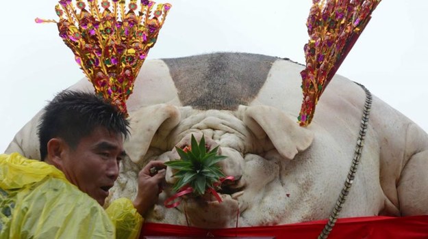 Na Tajwanie co roku odbywa się kontrowersyjny festiwal religijny, podczas którego prezentowane są... spreparowane i pomalowane ciała monstrualnie utuczonych świń. Hodowcy tuczą je przez kilka lat, karmiąc przemocą, aż osiągną gigantyczne rozmiary i przestaną się poruszać... Przeciwko takim praktykom protestują obrońcy praw zwierząt.