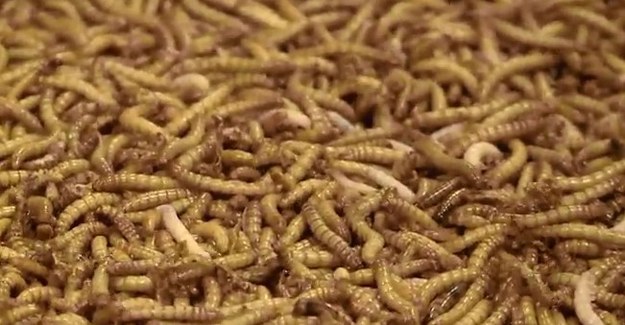 Czy już niedługo jedzenie robaków i insektów stanie się w naszym kręgu kulturowym normą? W najnowszym raporcie Organizacji Narodów Zjednoczonych ds. Rolnictwa i Żywności (FAO) czytamy, że insekty mogą – a nawet powinny – stać się dietą przyszłości! - Jadalne insekty są dobroczynne dla organizmu pod wieloma względami. Są bardzo pożywne; zawierają dużo białka i minerałów. A ich hodowla jest bardziej przyjazna dla środowiska niż hodowla bydła czy owiec! - przekonują eksperci.