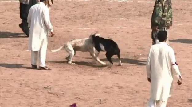 W pakistańskiej prowincji Pendżab co roku odbywają się krwawe (i nielegalne!) walki psów. Zasady są proste: walka odbywa się do momentu, aż jeden z psów wykrwawi się na śmierć, ucieknie z areny lub zostanie z niej zabrany przez swego właściciela. Tym ostatnim zależy na prestiżu - pieczołowicie przygotowują więc swoje zwierzęta do potyczek. Niestety, po zakończeniu walki czworonogi nie mogą liczyć na profesjonalną opiekę weterynaryjną...