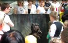 Maurycy i Hawranek, czyli animowane urwisy pojawiły się przed zoo