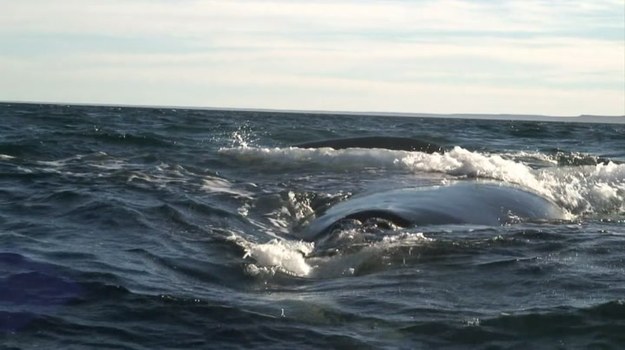 W ciągu ostatnich 20 lat plaże Półwyspu Valdés stały się popularnym miejscem wypoczynku. Rocznie 100 tys. turystów podziwia tu wieloryby biskajskie południowe, chroniony dziś gatunek. Te majestatyczne zwierzęta przypływają tu, aby wydać na świat i podchować potomstwo. Wydawało się, że wprowadzenie moratorium w sprawie ochrony wielorybów zapewni spokój tym wielkim ssakom, masowo zabijanym przez lata. Niestety, na horyzoncie pojawił się nowy wróg. To mewa południowa, słynąca z wyjadania resztek wyrzucanych ze statków rybackich. Teraz jednak rozsmakowała się w wielorybiej tkance.