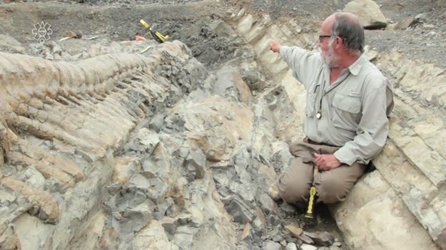 Sensacja paleontologiczna w Meksyku! Na pustyni na północy kraju naukowcy odkryli kompletny, skamieniały ogon dinozaura. Jego właściciel przemierzał Ziemię 72 miliony lat temu. Takie odkrycia zawsze wzbudzają entuzjazm paleontologów, ponieważ nie zdarzają się często. Dlaczego?