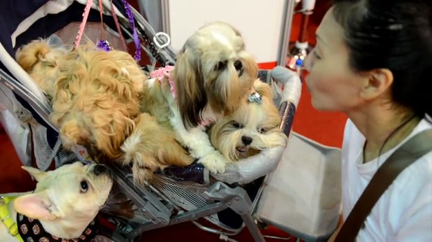 Wystawa psów na Tajwanie to wydarzenie, podczas którego swoje wdzięki prezentują czworonożne piękności. Kto jest bardziej dumny z ich wyglądu? One same - czy może zakochani w nich właściciele?