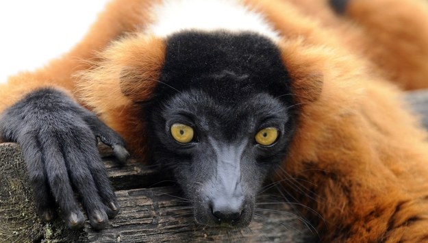 Lemury to niemal symbol Madagaskaru. Wyspę tę zamieszkuje 105 gatunków tych małpiatek. Niestety, większość z nich zagrożona jest wyginięciem. Wycinka lasów i kłusownictwo to główne przyczyny drastycznego spadku populacji tych przyjaznych ssaków. Według niektórych ekspertów, lemury mogą całkowicie wymrzeć już za 20 lat...