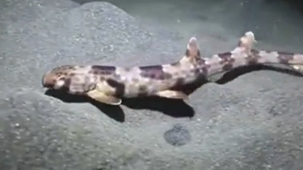 Sensacja naukowa! W Indonezji odkryto nowy gatunek rekina, który… chodzi po dnie morskim, posługując się płetwami niczym nogami. Ryba wykonuje „kończynami” naprzemienne ruchy, charakterystyczne dla sposobu poruszania się czworonogów. Hemiscyllium Halmahera, bo tak nazywa się nowy gatunek, wyróżnia się też nietypowym ubarwieniem.