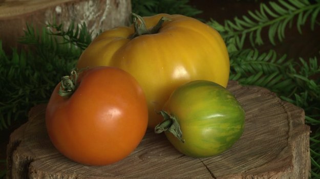 Kto dziś jeszcze pamięta smak i zapach pomidora wyhodowanego w przydomowym ogródku, bez użycia sztucznych nawozów? Te, które kupujemy w supermarketach, są tylko cieniem tamtych cudownych warzyw... 

Na szczęście są jeszcze takie miejsca, jak posiadłość La Bourdaisiere w Turenii, gdzie rośnie blisko 700 odmian pomidorów z kilkudziesięciu krajów. Smakują i pachną one zupełnie inaczej niż te, w które zaopatrujemy się na co dzień. Niezwykły warzywnik jest dziełem francuskiego arystokraty, księcia Ludwika-Alberta de Broglie, który poświęcił swoje życie jednej pasji: wyszukiwaniu i gromadzeniu najstarszych odmian pomidorów jadalnych z całego świata. Chciał w ten sposób ocalić od zapomnienia ginące rośliny - i ginące smaki.


Zobacz też:

Lekarstwo na raka, sposób na kaca i eliksir młodości, czyli wszystko o pomidorach!