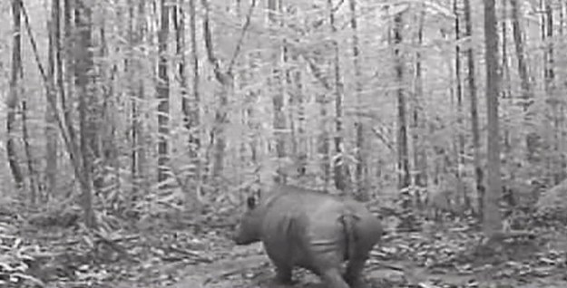 To prawdziwa przyrodnicza sensacja! Ekologiczna organizacja WWF (Światowy Fundusz na rzecz Przyrody) poinformowała, że w indonezyjskiej części wyspy Borneo ukryte kamery zarejestrowały obecność nosorożca sumatrzańskiego. Naukowcy byli pewni, że gatunek ten – od wielu lat krytycznie zagrożony wyginięciem – już dawno temu zniknął zupełnie z tej części świata.


Populacja nosorożca sumatrzańskiego – najmniejszego i jedynego owłosionego gatunku nosorożca – liczy obecnie około 300 sztuk. Tylko 50 osobników żyje w naturalnym środowisku. Pozostałe bytują w rezerwatach. Krytyczna sytuacja tego gatunku wynika przede wszystkim z trzebienia dżungli będącej naturalnym środowiskiem tych zwierząt i kłusownictwa. Ceny rogów nosorożca sumatrzańskiego są tym wyższe, im trudniej je zdobyć.