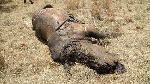 Przerażenie, smutek i złość. Takie uczucia wywołuje u pracowników rezerwatu widok okaleczonej samicy nosorożca. To sprawka kłusowników z RPA.