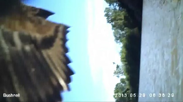 Orzeł bielik nakręcił własny film dokumentalny o swoim gnieździe. Ptak porwał kamerę, służącą farmerom do monitorowania aktywności krokodyli, i przeleciał z nią ponad 100 km.