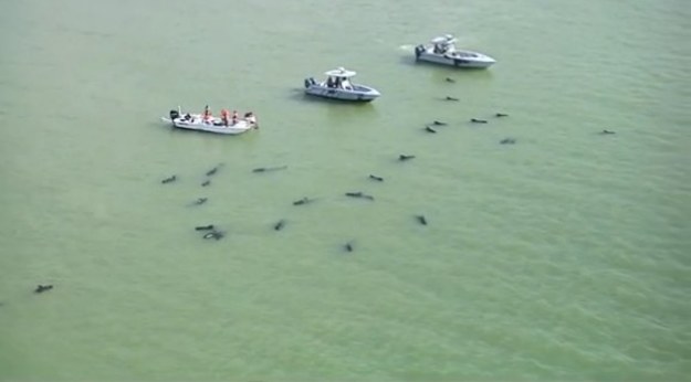 Stado wielorybów utknęło na płytkich wodach Florydy, w pobliżu Parku Narodowego Everglades. Dziesięciu ssaków nie udało się uratować: sześć zdechło, a cztery zostały uśpione. Co najmniej trzy kolejne utknęły na plaży. 


Rzeczniczka parku poinformowała, że łodzie ratunkowe próbują zepchnąć wieloryby na głębokie wody, ale zwierzęta "nie współpracują". Wcześniejsze akcje nie powiodły się.


Akcję ratunkową utrudnia położenie wielorybów. Ratownicy mają zazwyczaj dostęp do specjalistycznego sprzętu do ratowania tych ssaków, ale w tym wypadku nie mogą go użyć. Trudno będzie też znaleźć potrzebną do transportu ilość wody. 


Lokalne władze nie wiedzą, jak długo wieloryby przebywają na płytkich wodach i jak się tam dostały. Ssaki te zwykle pływają razem w dużych grupach i mają skłonność do naśladowania dominującego samca-przywódcę. Nic więc dziwnego, że i w tym wypadku na mieliznę trafiło całe stado.


To kolejny taki przypadek w ciągu ostatnich 10 lat.