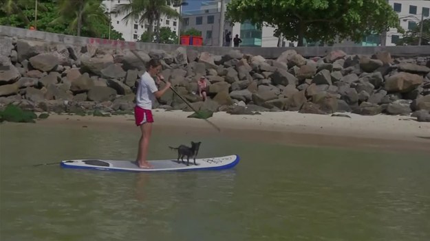 Kilkanaście psów i ich opiekunowie pojawili się na plaży Barra w Rio de Janeiro. Przygotowywali się do drugiej edycji zawodów surferów, które odbędą się w przyszłym miesiącu. W zmaganiach na falach biorą udział ludzie wraz ze swoimi czworonożnymi partnerami. Zawodnicy zostaną zdyskwalifikowani, jeśli pies wpadnie do wody.