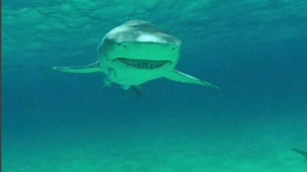 W ubiegłym roku na Hawajach doszło do rekordowej liczby ataków rekinów na ludzi. Ofiarą drapieżników padło co najmniej 14 osób. W grudniu mężczyzna, który wypłynął kajakiem na połów ryb, wykrwawił się na śmierć po tym, jak rekin odgryzł mu stopę... Nic dziwnego, że amatorzy wodnych sportów szukają sposobów zabezpieczenia się przed atakiem krwiożerczych ryb!