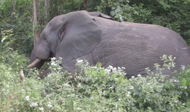 Mimo gigantycznych rozmiarów, potrzebują ludzkiej pomocy, aby przetrwać.

Mowa o słoniach zamieszkujących południowo-zachodnią część Wybrzeża Kości Słoniowej.  Ekolodzy muszą schwytać i przetransportować około tuzina tych zwierząt - oczywiście, dla ich dobra. Słonie narażone są bowiem na ogromne niebezpieczeństwo ze strony kłusowników, ale nie tylko…