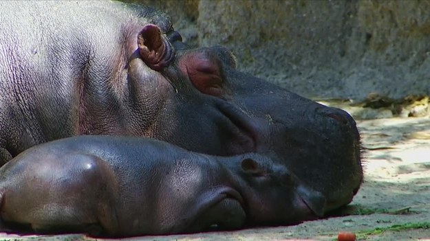 W meksykańskim zoo przyszedł na świat mały hipopotam. To pierwsze takie narodziny od 16 lat. Hipopotam nilowy urodził się pod wodą. Poród odbył się bez powikłań. Hipcio ważył około 35 kilogramów. Na razie nie wiadomo, czy to chłopiec czy dziewczynka. Za to w internecie już teraz można zaproponować imię dla nowego mieszkańca zoo w Chapultepec.
