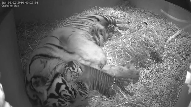 5-letnia tygrysica sumatrzańska może się pochwalić swoimi małymi pociechami. Trzy tygryski przyszły na świat po 106 dniach ciąży w londyńskim zoo. Ich płec nie jest na razie znana. Zarówno narodziny, jak i pierwsze dni maluchów są monitorowane przez kamery.