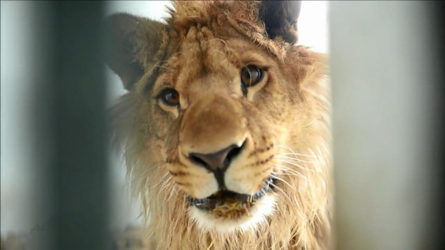 Zoo w Kabulu ma nową gwiazdę - lwa, który mieszkał na dachu miejskiego budynku, dopóki nie został uratowany przez opiekunów, zajmujących się zwierzętami. Zanim go uratowano, był bliski śmierci.