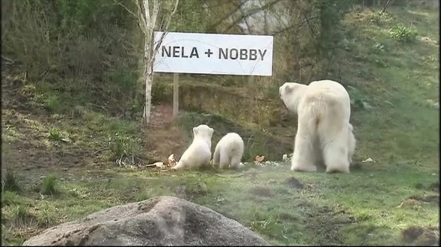 Dwa polarne niedźwiadki z zoo w Niemczech dostały w końcu swoje imiona. Teraz wszyscy mogą wołać je "Nobby" i "Nela". 


Bliźniaki urodziły się 9 grudnia 2013 roku. Wszystkim zwierzętom urodzonym w zoo Hellabrunn w Monachium w tym właśnie roku nadano imiona na literę "N." 


"Rodzicami chrzestnymi" bliźniaków zostali Emanuel Clemm i Norbert Rosing z Monachium. Clemm jest lokalnym biznesmenem, a Rosing fotografuje dziką przyrodę.


Kierownik zoo Helmut Kern powiedział, że niedźwiadki pomogą przyciągnąć więcej odwiedzających.