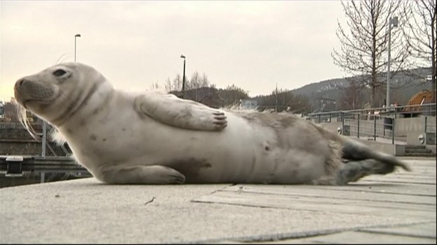 Mała foczka pojawiła się w mieście Sundsvall w północnej Szwecji. Mieszkańcy mogli podejść dość blisko i zrobić jej zdjęcie. Urzędnicy ostrzegli jednak gapiów, żeby nie głaskali foczki, bo może być agresywna.


To, że foczka znalazła się na brzegu, nie jest niczym nadzwyczajnym. Matki na ogół zostawiają swoje małe po dwóch, trzech tygodniach od ich narodzin. Wszyscy mają nadzieję, że zwierzę znajdzie drogę do domu i popłynie z powrotem do morza Bałtyckiego.


Dodajmy, że populacja fok w Bałtyku rośnie z roku na rok.