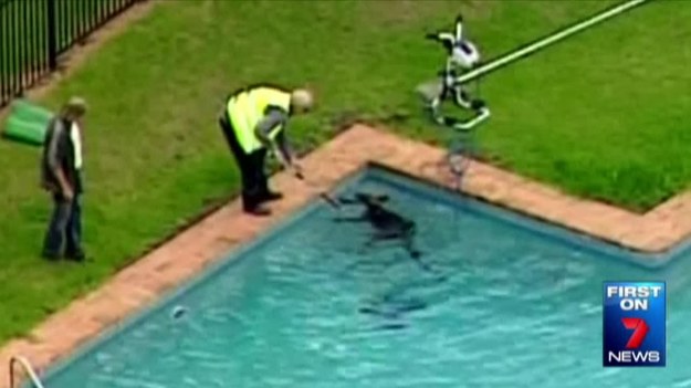 Niesamowita akcja ratunkowa w australijskim stanie Victoria. Do basenu na podwórku jednego z domów wpadł… kangur! Niestety zwierzę nie potrafi pływać i trzeba było jak najszybciej wyciągnąć go z wody.


Zwierzę trafiło następnie do miejscowego zoo, gdzie zajęli się nim weterynarze. 


Dodajmy, że kangura w basenie jako pierwszy zauważył pies. Swoim szczekaniem zaalarmował właściciela, a ten wezwał pomoc.