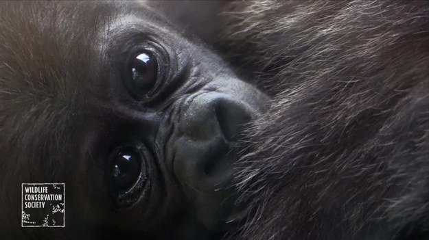 Nowojorskie zoo opublikowało pierwszy film z dwoma małymi gorylami nizinnymi. 


Są to pierwsze goryle urodzone w Wildlife Conservation Society's Bronx Zoo od 2006 roku. 


Płeć maluchów nie jest jeszcze znana. 


Gorylica o imieniu Julia urodziła swoje dziecię 10 marca. Drugie pojawiło się 17 kwietnia, a jego mama jest Tuti. 


Noworodki ważą około 2 kg. Jeśli to dziewczynki ich waga może dojść nawet do 113 kg, a jeśli samce – to do 204 kg. 


Goryle niemowlęta są pod opieką matek przez pierwsze cztery miesiące życia. 


Odwiedzający zoo będą mogli je zobaczyć późną wiosną, jeśli warunki, takie jak pogoda i temperatury, będą odpowiednie.