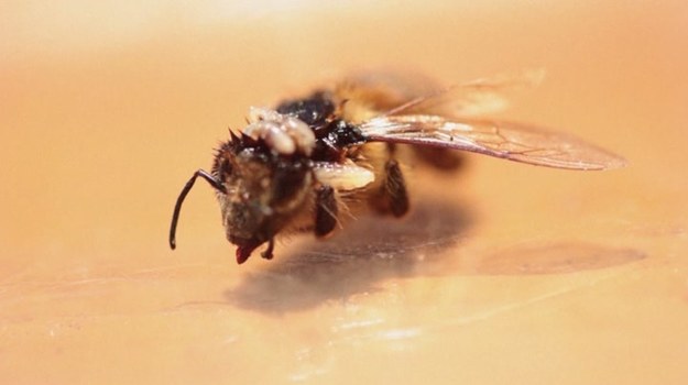 O masowym ginięciu pszczół mówi się od dawna. Za wymieranie tych pożytecznych owadów odpowiedzialna jest przede wszystkim wszechobecna chemia. Naukowcy odkryli jednak jeszcze jedną, przerażającą przyczynę tego zjawiska...


Tak zwane „muchy zombie” – przedstawiciele gatunku Apocephalus borealis - od kilku lat atakują pszczoły miodne. Wyrok śmierci na pszczołę zapada w ciągu kilku sekund. Jest ona zjadana żywcem przez małe pasożyty, które wykluły się w jej ciele. Nowe niebezpieczeństwo zagrażające pszczołom spędza sen z powiek zarówno pszczelarzom, jak i naukowcom, którzy doskonale wiedzą, jaki czarny scenariusz czeka ludzkość, gdy zabraknie owadów zapylających. Oprócz strat gospodarczych, dotkliwie odczujemy skutki zahamowania reprodukcji roślin. A to zachwieje równowagą biologiczną całej naszej planety!