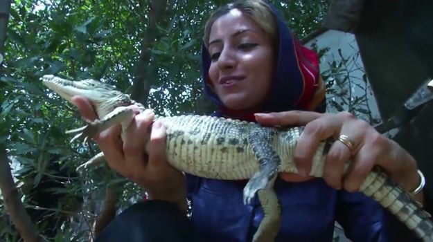 Turyści zwiedzający farmę krokodyli na irańskiej wyspie Keszm nie mogą uwierzyć, że rządzi tutaj delikatna, drobna blondynka. Dla Mojgan Roostaei - absolwentki zoologii - to spełnienie marzeń. Mojgan o krokodylach wie niemal wszystko. Codziennie bez lęku przechadza się wśród nich, mając dla obrony tylko drewniany kij, którym od czasu do czasu drażni zwierzęta... Chociaż wie, że jej praca należy do najniebezpieczniejszych na świecie, nie zamieniłaby jej na żadną inną!